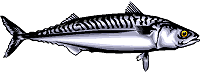 Fischen am Thiersee